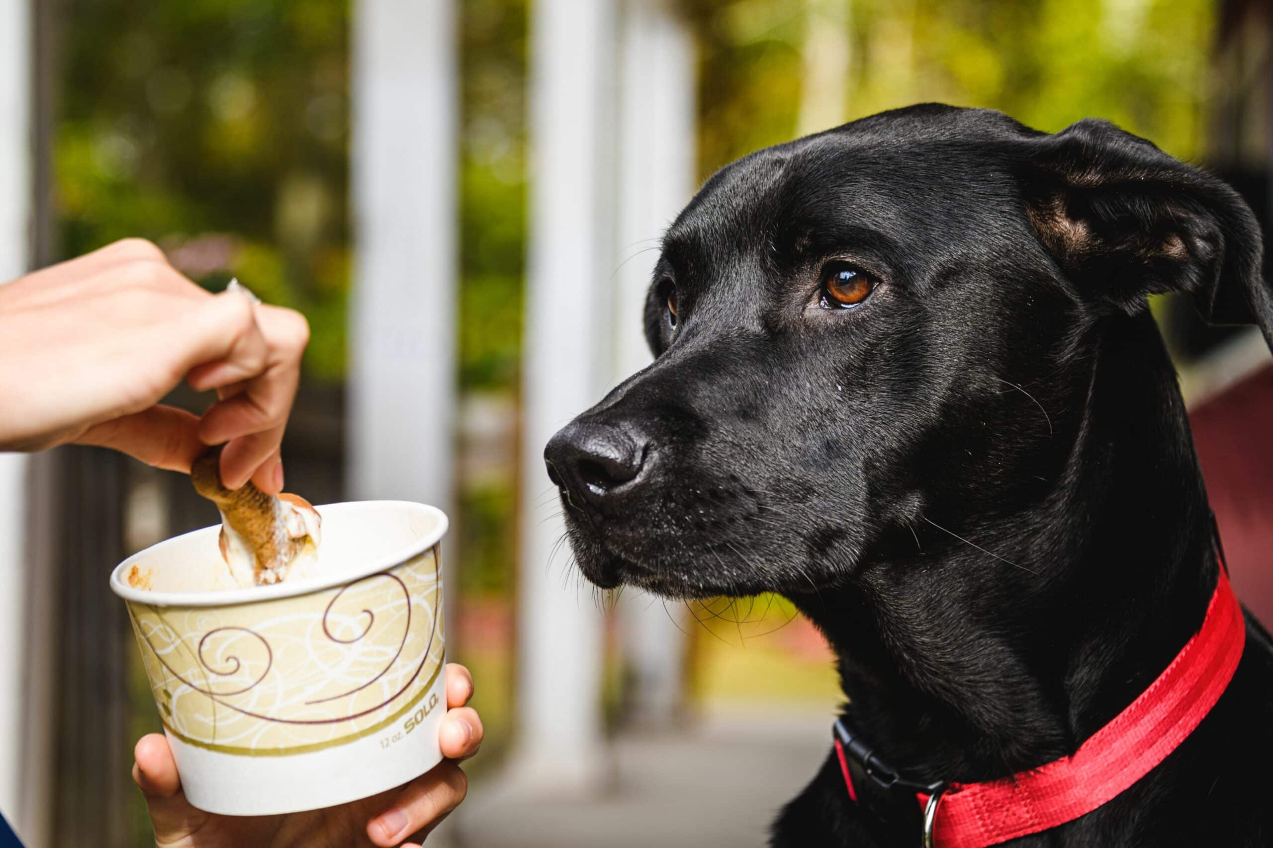 pup cup dog ice cream